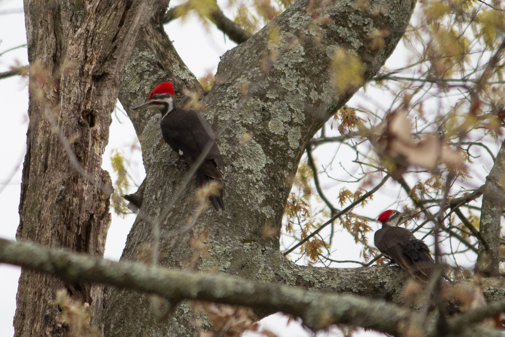 Pileated Woodpecker from Montgomery County, PA, USA on April 27, 2024 ...