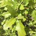 Quercus × undulata - Photo (c) Sarah Whipple, kaikki oikeudet pidätetään, lähettänyt Sarah Whipple