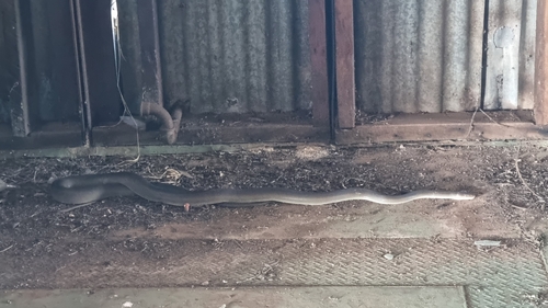 Olive Python sighting