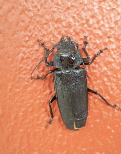 Physopleurus longiscapus