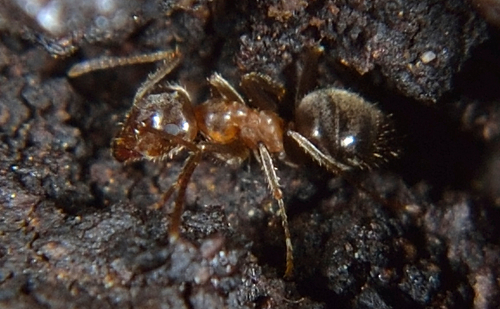 Lasius maltaeusLasius maltaeus
