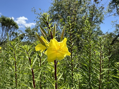 iNaturalist observation photo of tall evening primrose