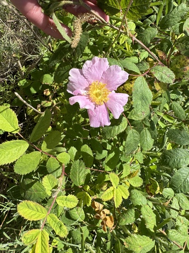 iNaturalist observation photo of California Wild Rose