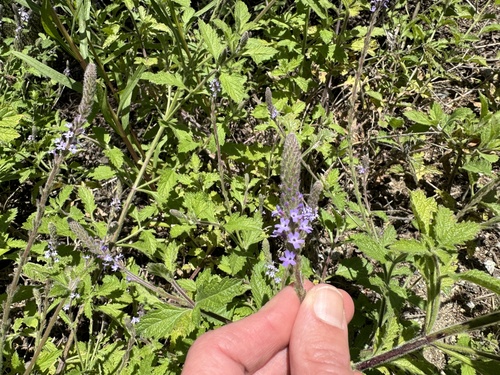iNaturalist observation photo of western vervain