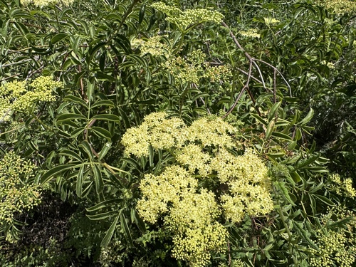iNaturalist observation photo of blue elder