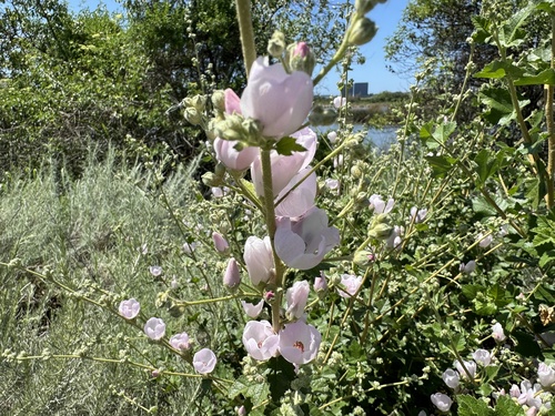 iNaturalist observation photo of southern coastal bushmallow