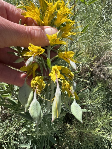 iNaturalist observation photo of Bladderpod