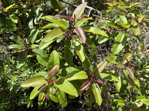 iNaturalist observation photo of laurel sumac