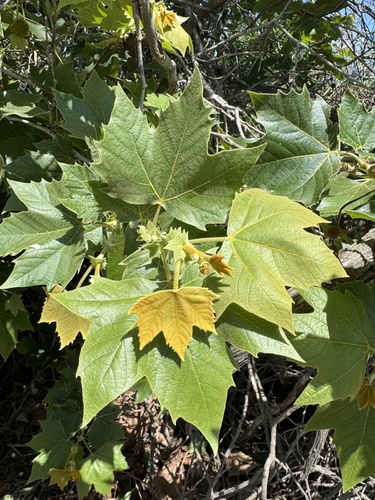 iNaturalist observation photo of western sycamore