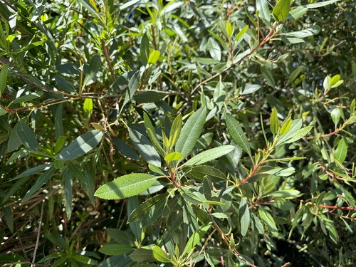 iNaturalist observation photo of Toyon