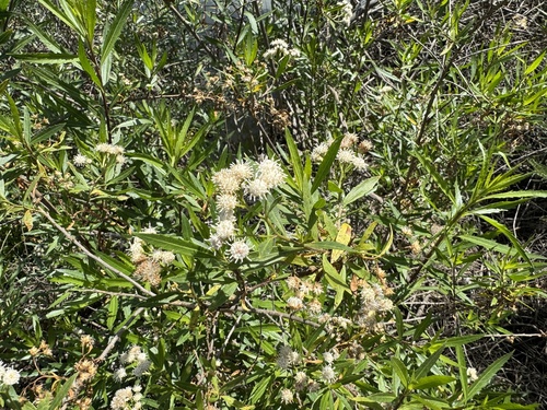 iNaturalist observation photo of mule fat