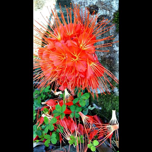 Brownea macrophylla - Leaves