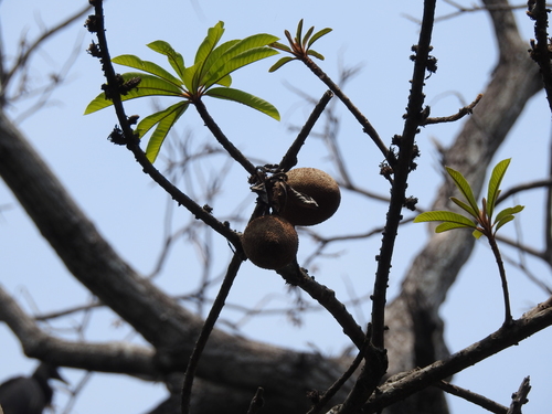 Pouteria sapota - Whole tree
