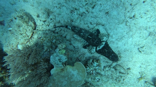 Crocodile Flathead