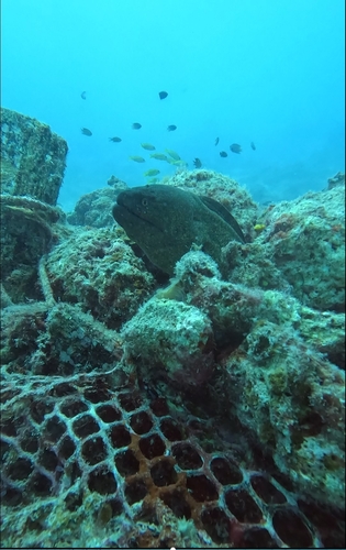 Giant Moray