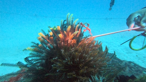 Ornate Ghostpipefish