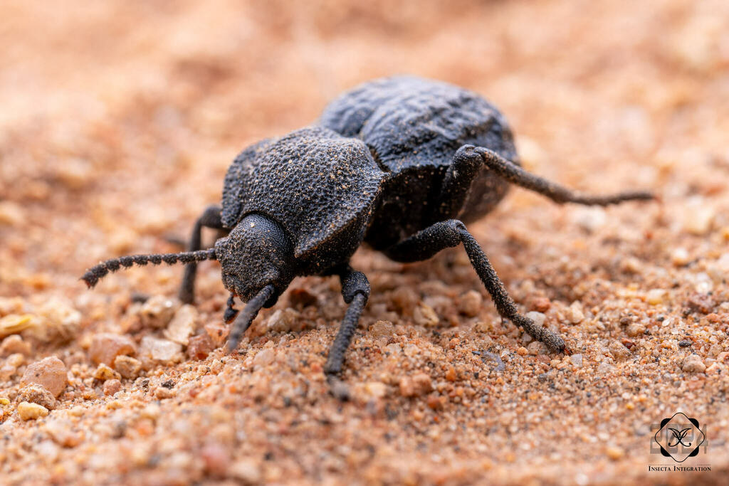 Haplotrinchus Inaequalis Microschatia inaequalis from 美国加利福尼亚圣迭戈县 on April 27, 2024 at 02:33 PM ...