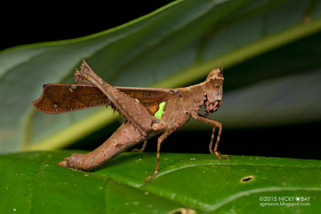 Grasshoppers, Locusts, and Allies from Tawau Hills Park, Tawau Hills ...