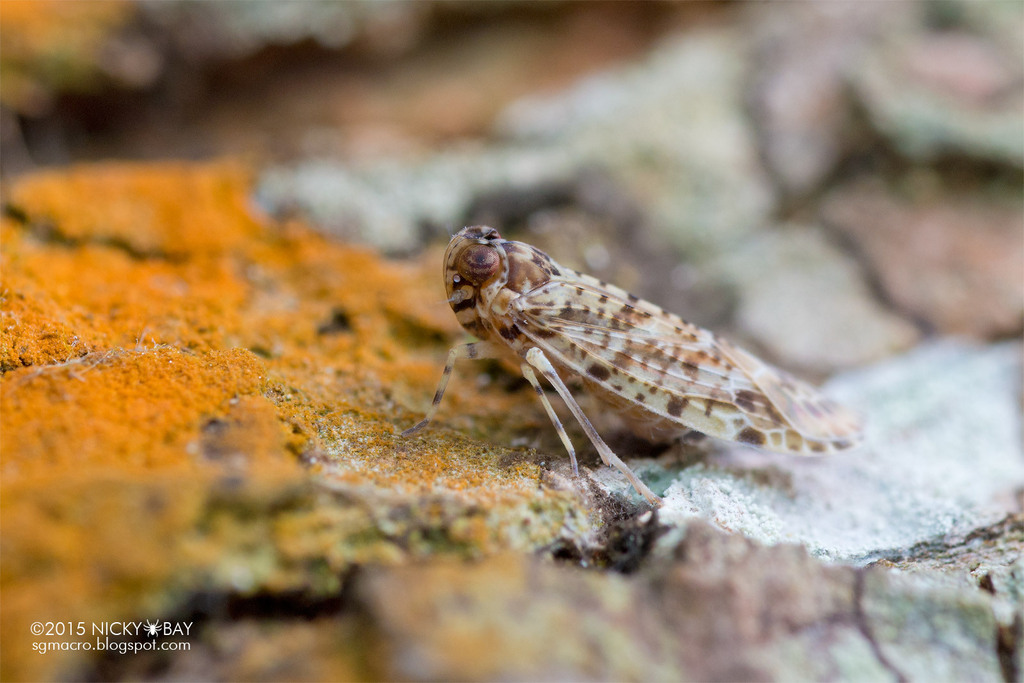 Achilid Planthoppers from Tawau Hills Park, Tawau Hills Park, 91000 ...