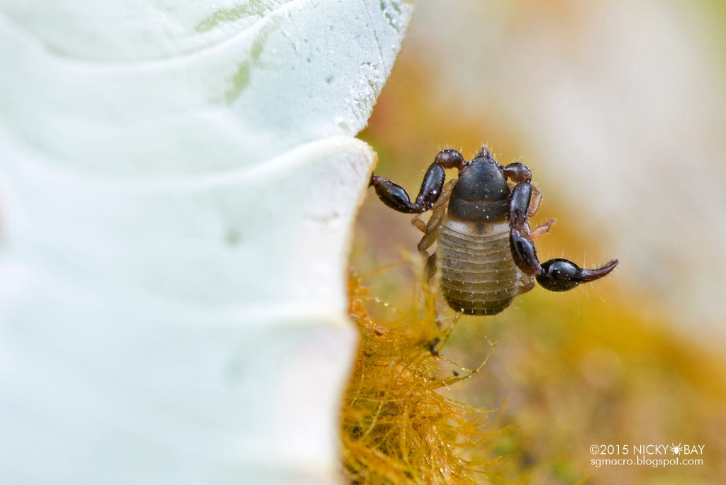 Chernetinae from Tawau Hills Park, Tawau Hills Park, 91000 Tawau, Sabah ...