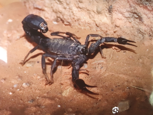 Ebony Fat-tailed Scorpion (Androctonus gonneti) · iNaturalist Ebony Fat-tailed Scorpion (Androctonus gonneti) · iNaturalist