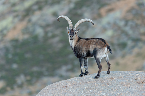 Iberian Ibex