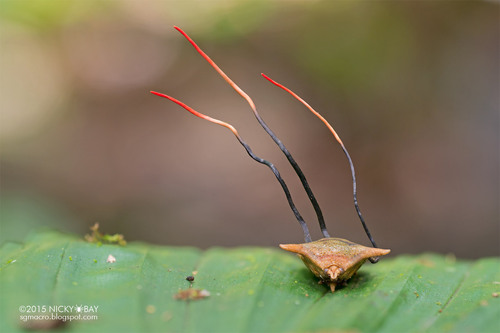 Ophiocordyceps nutans
