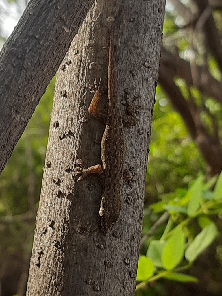 Bark Gecko from RS/182-58, Gaviyer, Surat, Vanta, Gujarat 395007, India ...