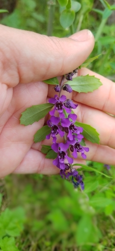 Angelonia arguta
