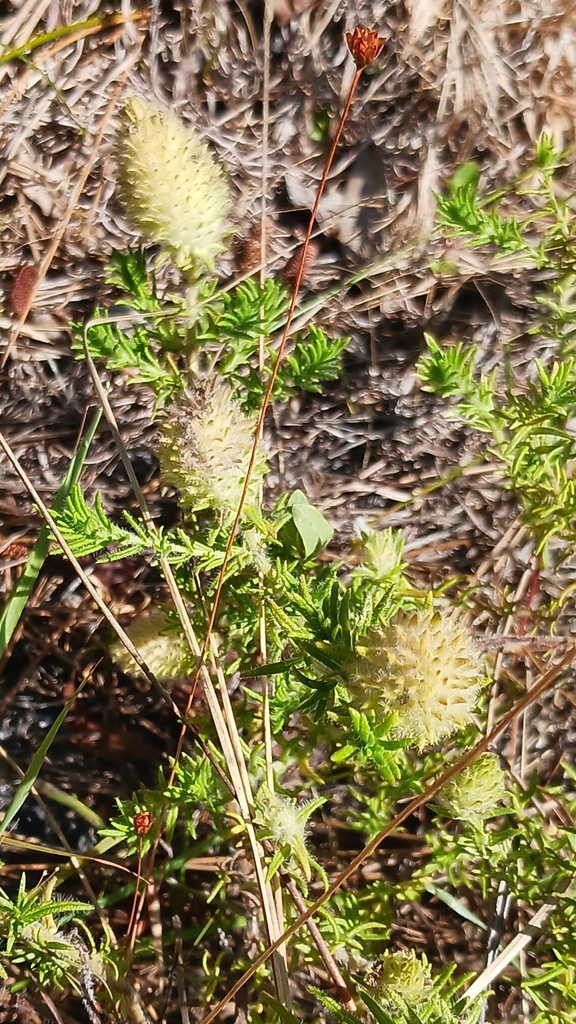 Florida pennyroyal from Fort Pierce, FL 34945, USA on April 26, 2024 at