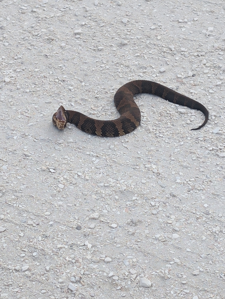 Northern Cottonmouth from Buxton, NC 27920, USA on April 27, 2024 at 05 ...