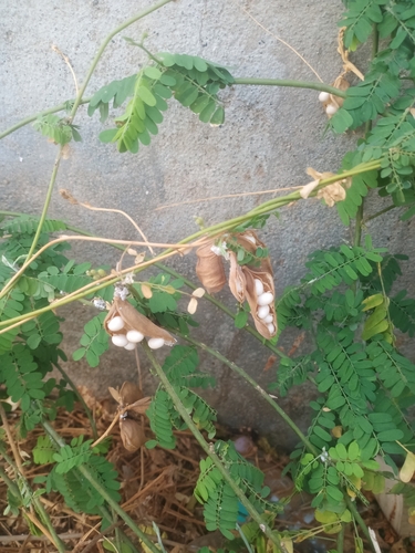 rosary pea