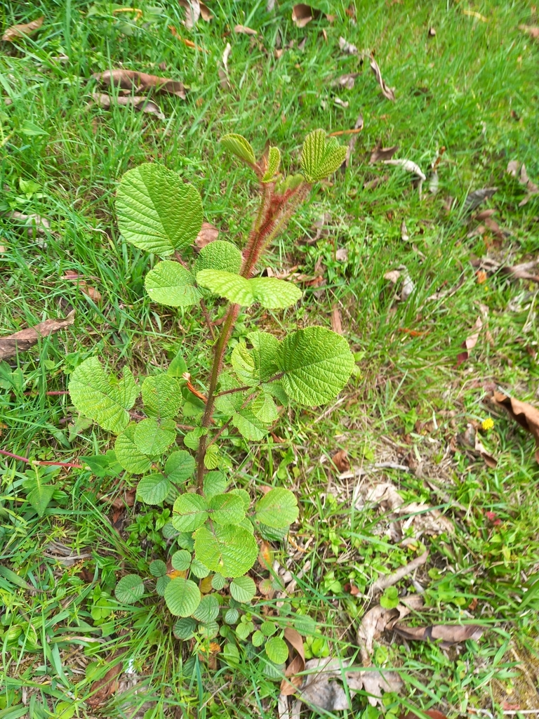 Red Himalayan Raspberry Yellow Himalayan Raspberry from Darjiling, IN-WB, IN on April 28, 2024 ...
