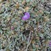 Astragalus peruvianus - Photo (c) isabelgomez, todos os direitos reservados, uploaded by isabelgomez