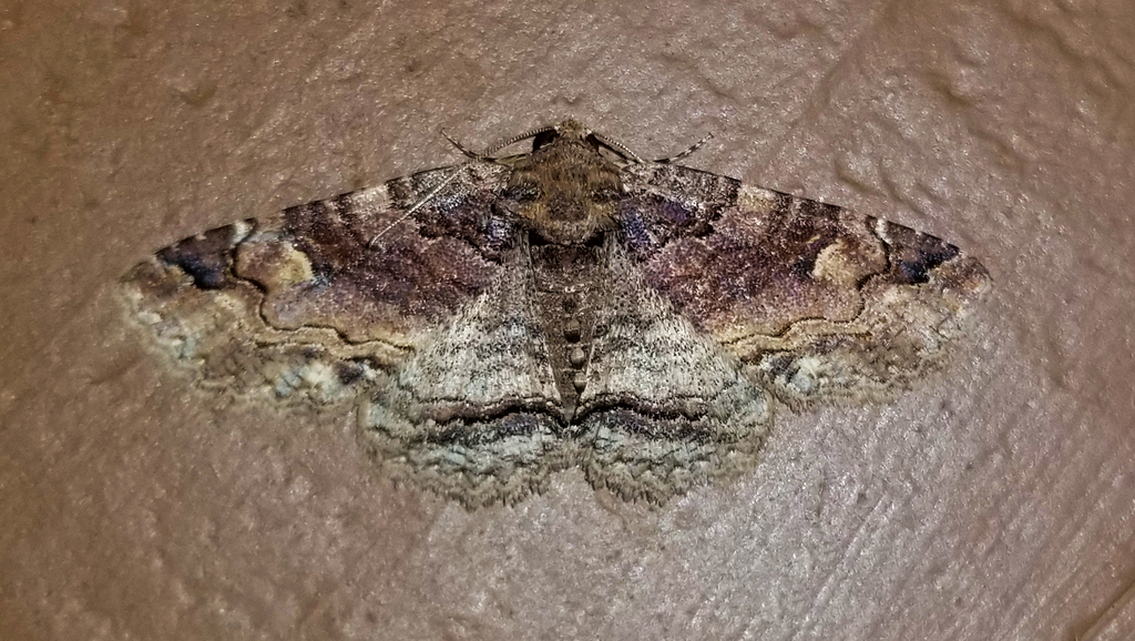 Hazel Zale Moth from Fentress County, TN, USA on April 27, 2024 at 10: ...
