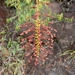 Mabea angustifolia - Photo (c) Jesus Martinez, todos los derechos reservados, subido por Jesus Martinez