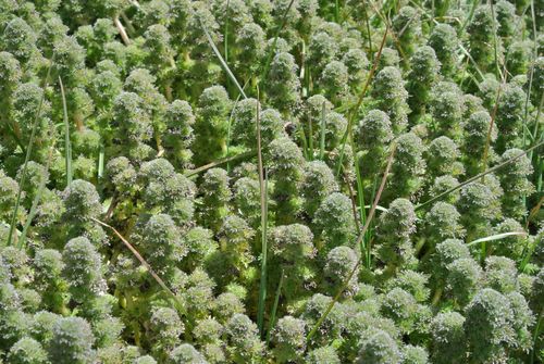 great stinging nettle (Urtica dioica) · iNaturalist