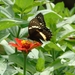 Papilio coroebus - Photo (c) JHON GRACIANO, todos los derechos reservados, subido por JHON GRACIANO