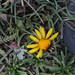 Rockhausenia villosa - Photo (c) isabelgomez, all rights reserved, uploaded by isabelgomez