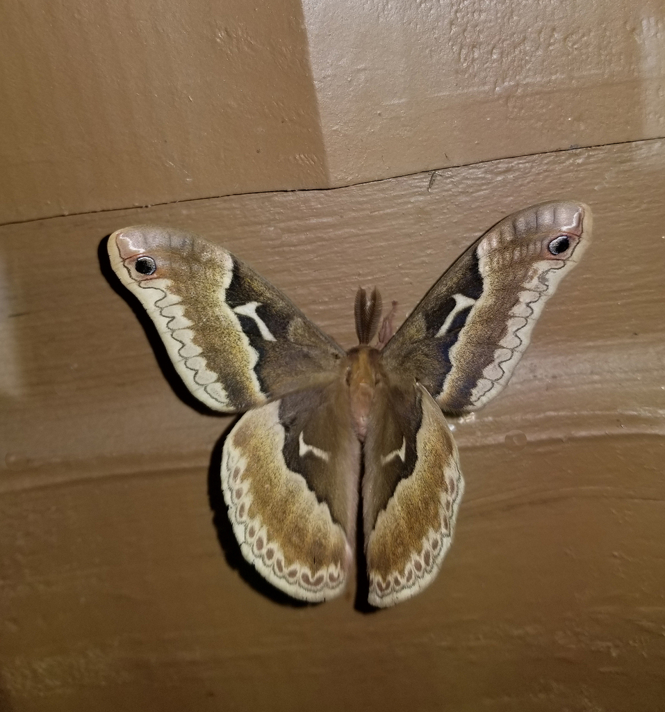 Tulip-tree Silkmoth from Fentress County, TN, USA on April 27, 2024 at ...