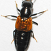 Oxyporus rufipennis - Photo (c) Larry Clarfeld, μερικά δικαιώματα διατηρούνται (CC BY-NC), uploaded by Larry Clarfeld