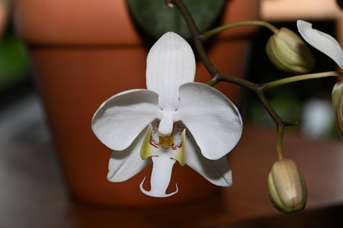 Philippinensis Orchid