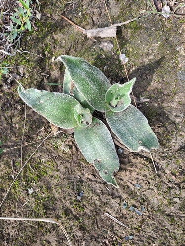 Grahamstown African hyacinth (Ledebouria hypoxidioides)