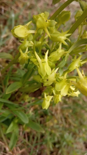 Halenia umbellata
