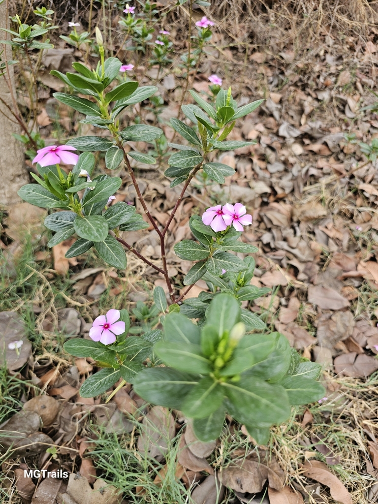 Periwinkle from A-83C, Freedom Fighter Colony, Block A, Sainik Farm ...