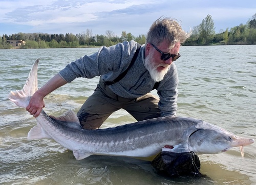 Beluga Sturgeon
