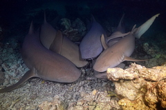 Nurse Shark