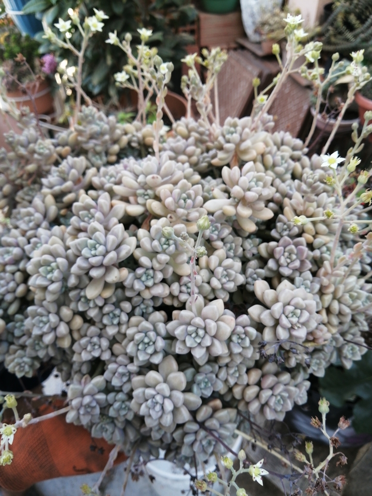 Graptopetalum mendozae