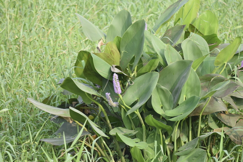 Pontederia sagittata