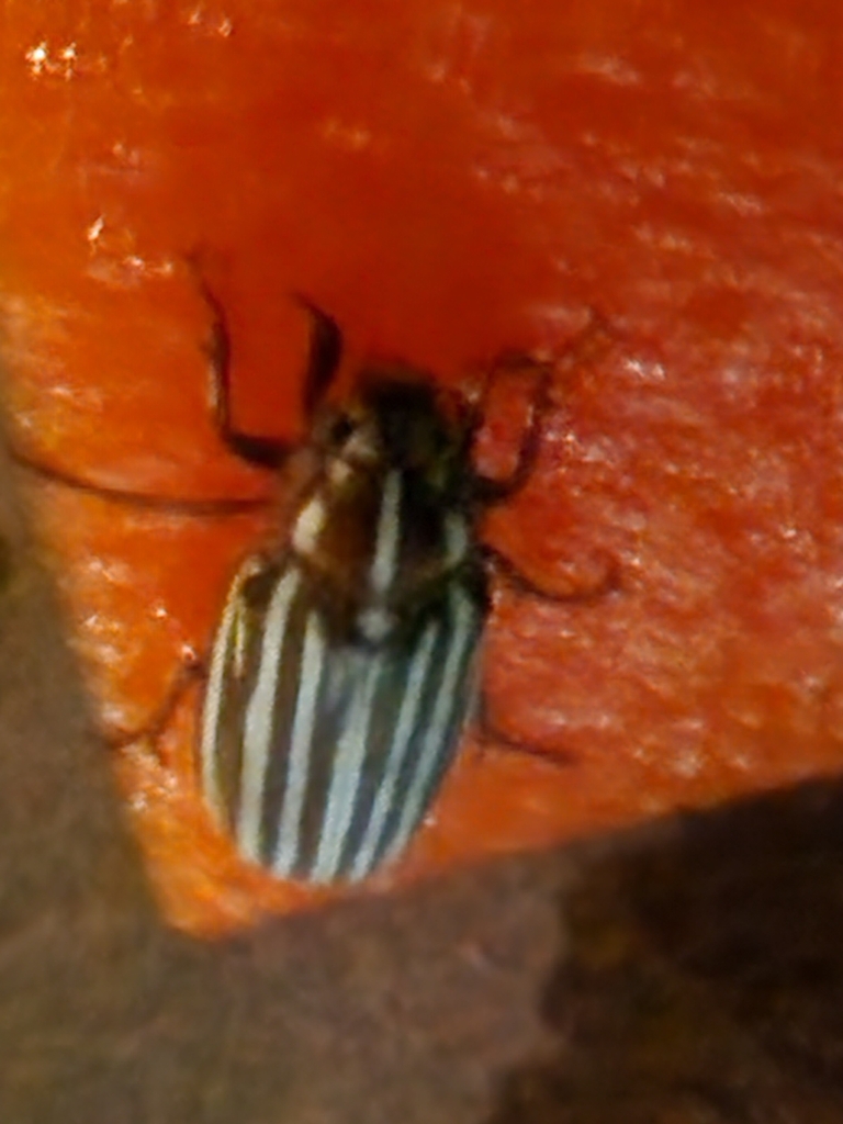 lined-june-beetles-from-sierra-madre-ca-91024-usa-on-july-20-2022-at